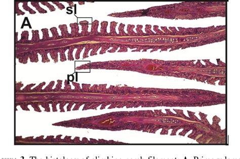 Figure 3 from The Anatomy of Respiratory Organ of Climbing Perch (Anabas testudineus) | Semantic ...