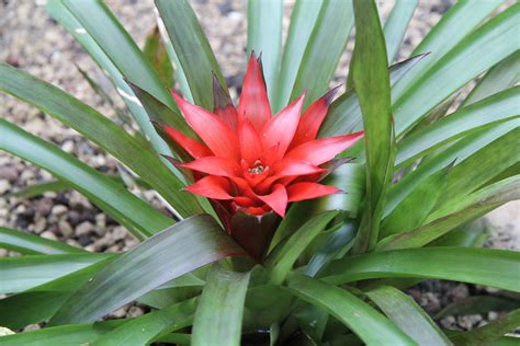 File:Guzmania lingulata im Palmengarten Frankfurt.jpg - Wikimedia Commons