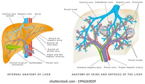 Liver Circulatory System Anatomy Veins Arteries Stock Illustration ...