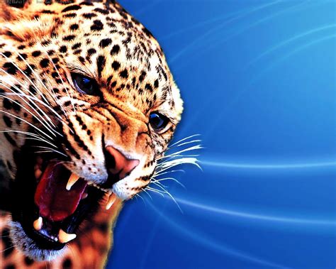 40+ Leopard backgrounds HD | Download Free wallpapers