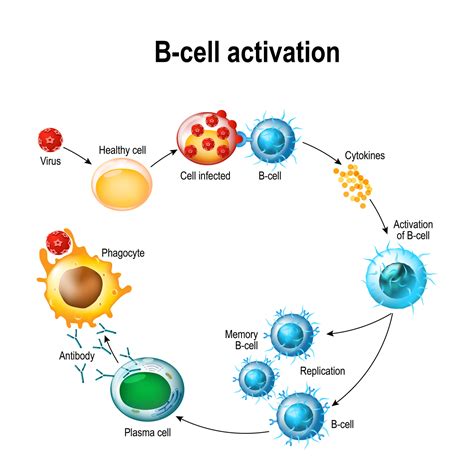 Lupus - B Cells, T Cells and the Immune System - Kaleidoscope Fighting Lupus