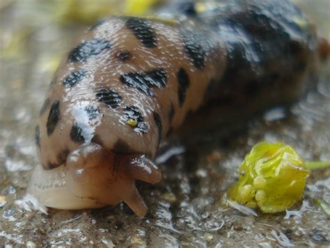 Nature Can Do That?: Leopard Slug