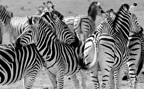 Zebra Wallpaper Med