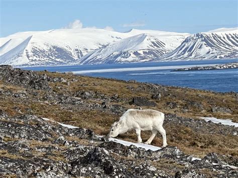 Experience the beautiful Arctic wildlife and snowy mountains