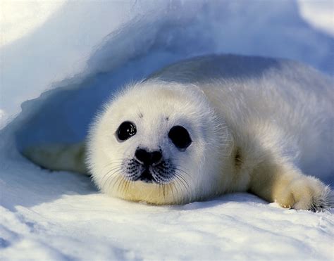 Baby harp seal - Jim Zuckerman photography & photo tours