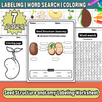 Exploring Seed Anatomy-Seed Structure Anatomy- Coloring, Word search ...