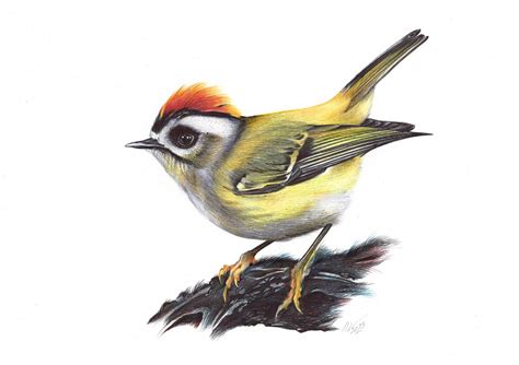 Common Firecrest Drawing by Daria Maier | Artfinder