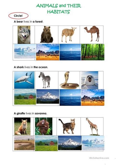 ANIMALS AND THEIR HABITATS | Animal habitats, Habitats, Animals