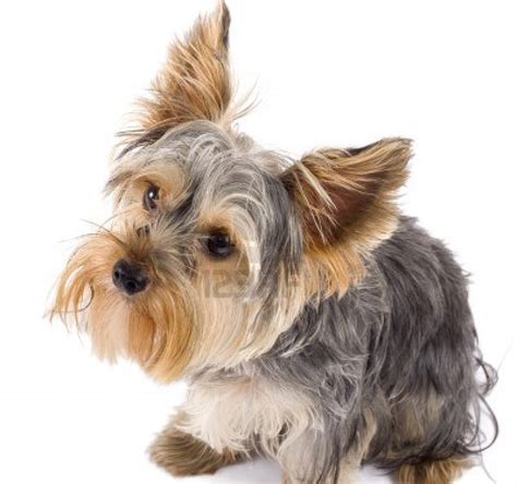 Cute Dogs: Yorkshire Terrier Dogs