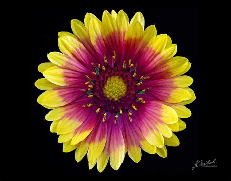 Daisy Precious Petals Photograph by Jamie Critch - Fine Art America