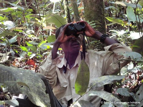 Protecting Bonobos