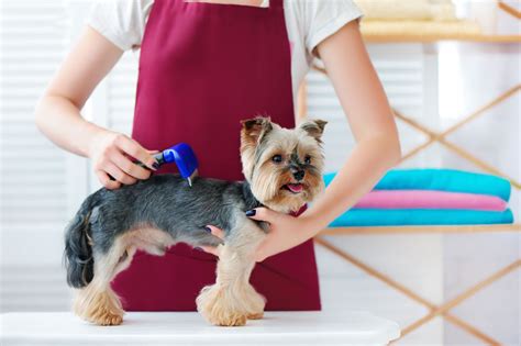 ¿Qué es el Grooming Canino? ¡Descúbre esta nueva tendencia!