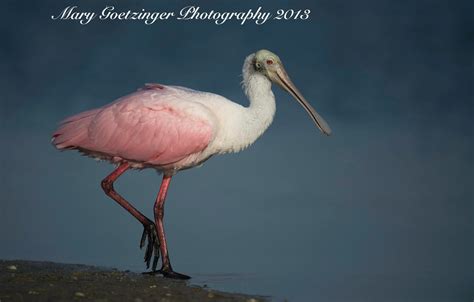 Roseate Spoonbill, Florida Bird Wildlife Photography - Etsy