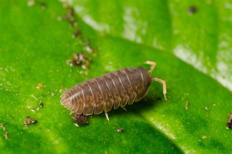 Sow Bugs In The Garden: How To Eliminate Sow Bugs | Gardening Know How