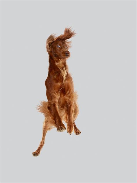 Photos Of Dogs Jumping On a Trampoline