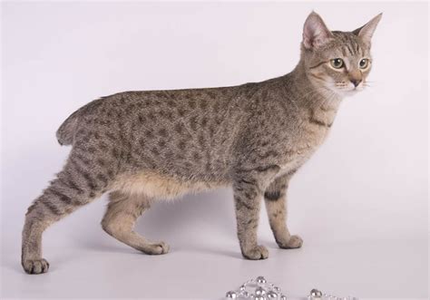 American Bobtail Breed Profile - Cat-World