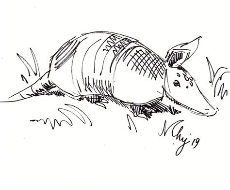 Armadillo illustration black and white line drawing Drawing by Mike ...