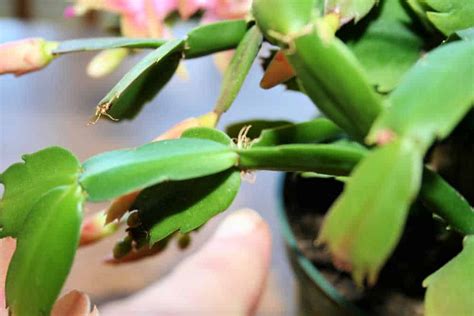 How to Propagate a Christmas Cactus - Home Garden Joy