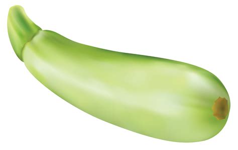 Zucchini PNG Vector Clipart Image | Gallery Yopriceville - High-Quality Free Images and ...