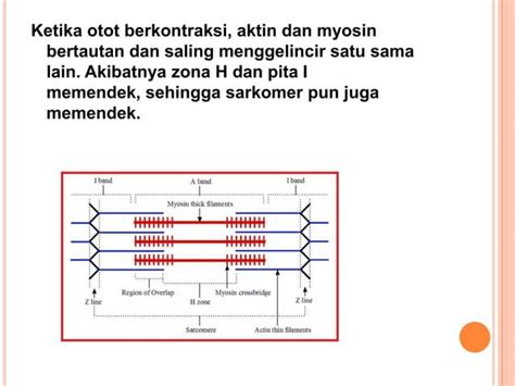 Mekanisme kerja otot & rangka hewan | PPT