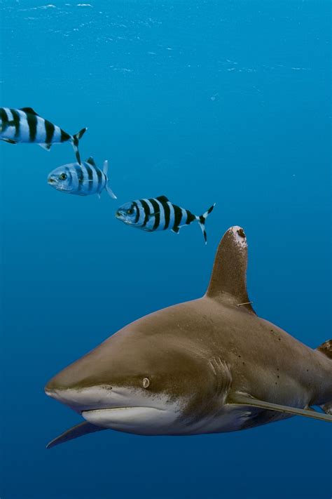 Oceanic White Tip Shark