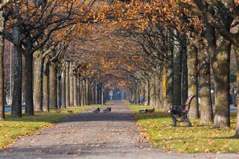 Colorful Autumn Park Scenery with Ducks Stock Image - Image of lake, orange: 27020257