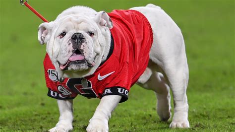 Georgia Bulldogs football: Mascot Uga won't be on sideline this year