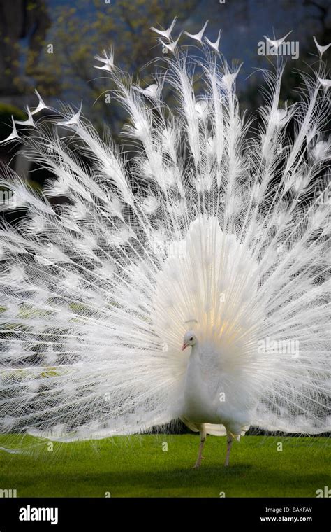 Albino peacock hi-res stock photography and images - Alamy