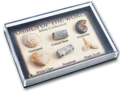 Mini Fossil Box (Display of 48) - Science and Nature New Zealand