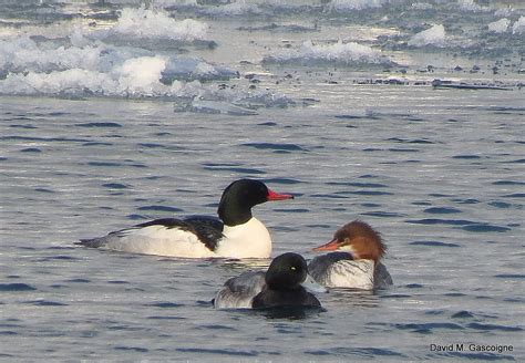 Travels With Birds: Common Mergansers on Lake Ontario