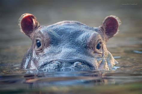 The Fiona Show - Cincinnati Zoo & Botanical Garden®