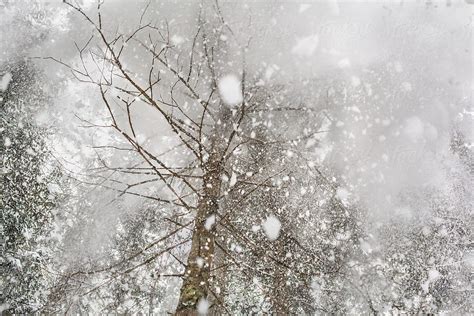 "Snow Falling From The Tree Top" by Stocksy Contributor "Jelena Jojic ...