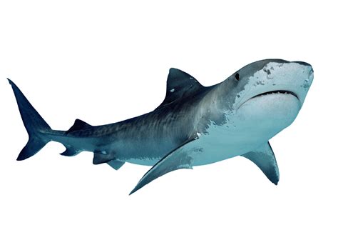 Tiger Shark : r/cutouts