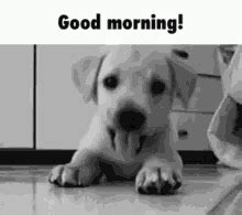 Cute Good Morning GIFs | Tenor