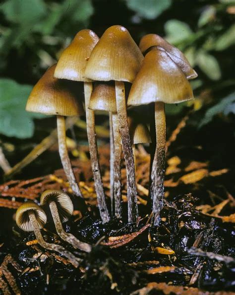 Psilocybe Pelliculosa