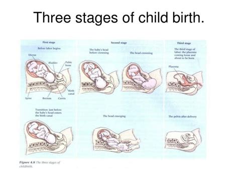 PPT - Chapter 4: Prenatal development, birth, and newborns’ readiness for life. PowerPoint ...