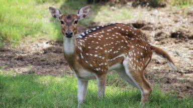 Axis Deer - Fossil Rim Wildlife Center