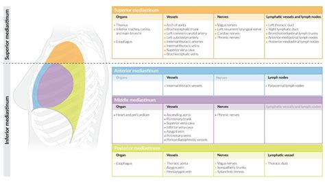 Anterior Mediastinum Anatomy