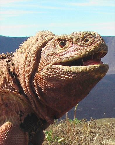 A pink iguana is seen on the Galapagos Islands. Pink iguanas, unknown to Charles Darwin during ...