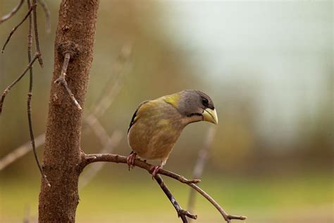 Female Evening Grosbeak Photograph by Sharon Wilkinson - Fine Art America