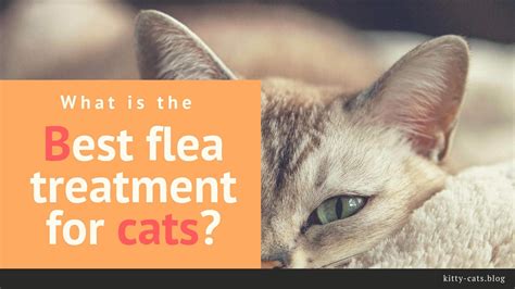 What is the Best Flea Treatment for Cats? | Cats, Fleas, Cat has fleas