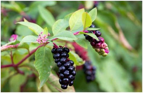 Pokeberry – Side Effects & Health Benefits - Your Health Remedy