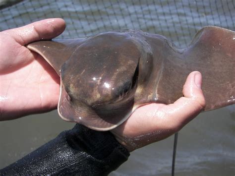 Bat Ray (Marine Species of Crab Cove (Alameda, CA)) · iNaturalist