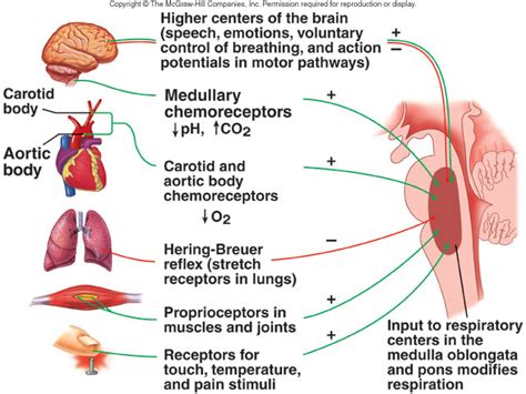 Respiratory Center