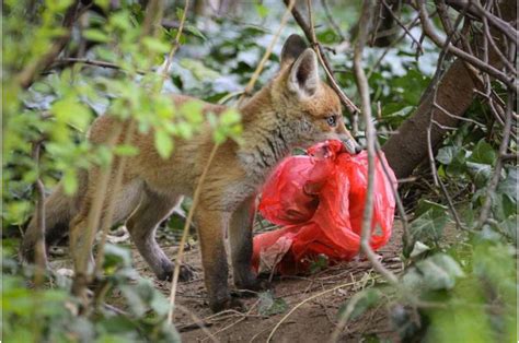 Individual red foxes prefer different foods in the city and the countryside