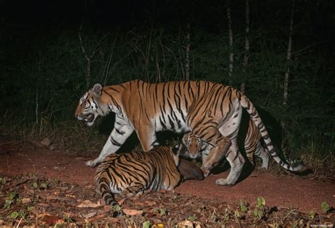 Indochinese tigers: New tiger families discovered in Thailand | eCanadaNow