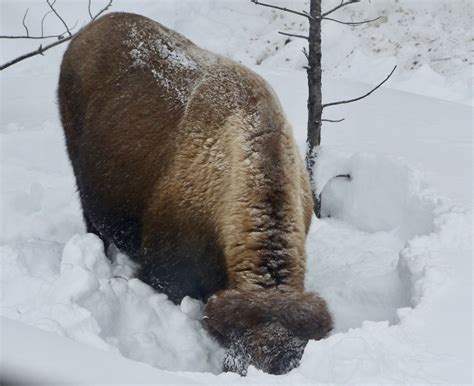 Rick Lamplugh: A Day in the Yellowstone Bison Migration: A Photo Essay