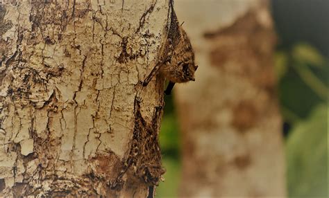 Mammals of the Yasuni - Yasuni Wildlife