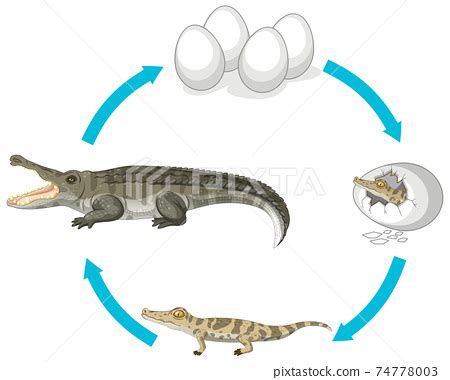 Life cycle of crocodile on white background - Stock Illustration ...