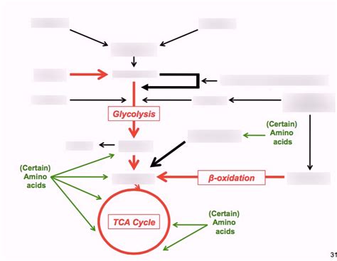 catabolism overview Diagram | Quizlet